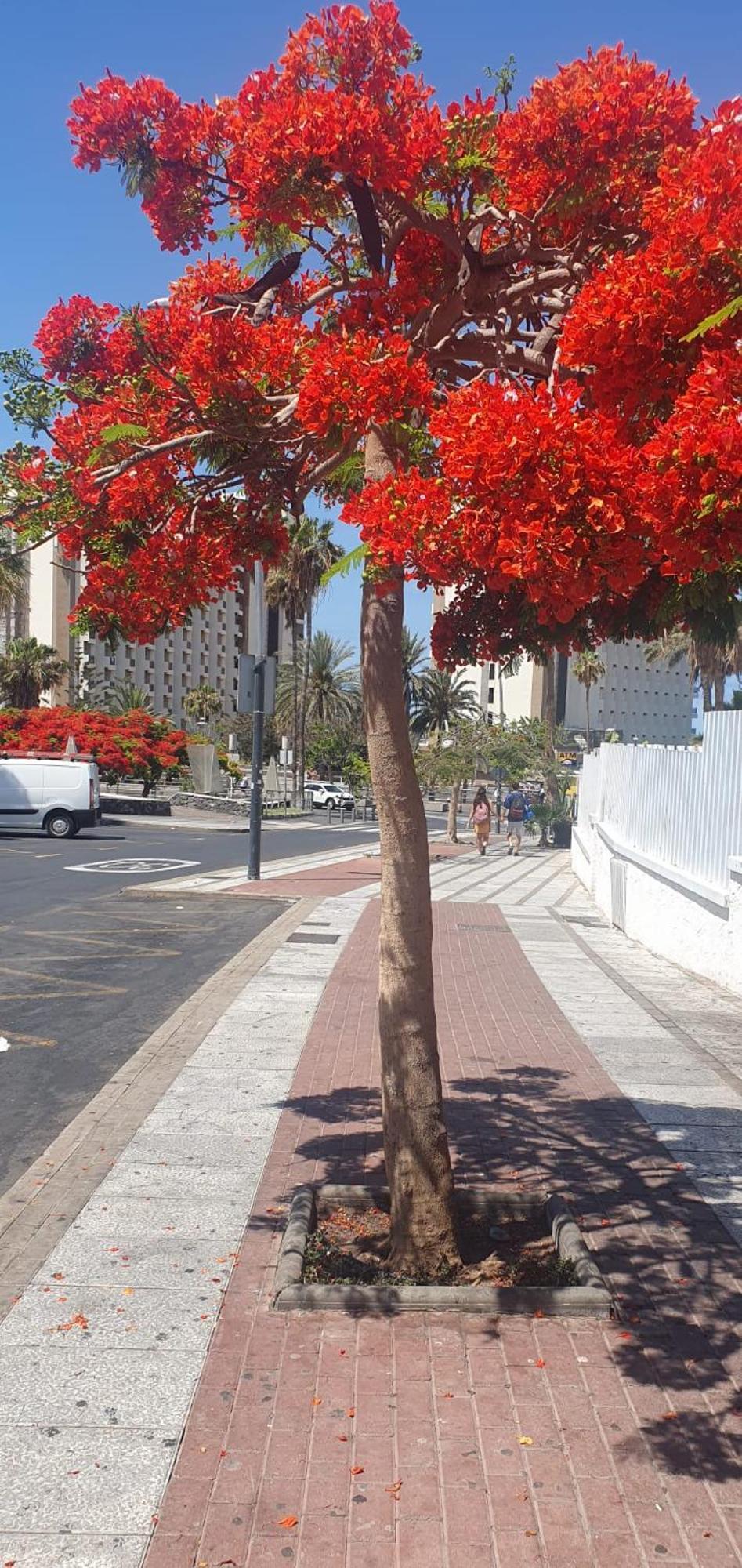 פלאייה דה לאס אמריקס Wonderful White Appartament In Las Tortugas מראה חיצוני תמונה